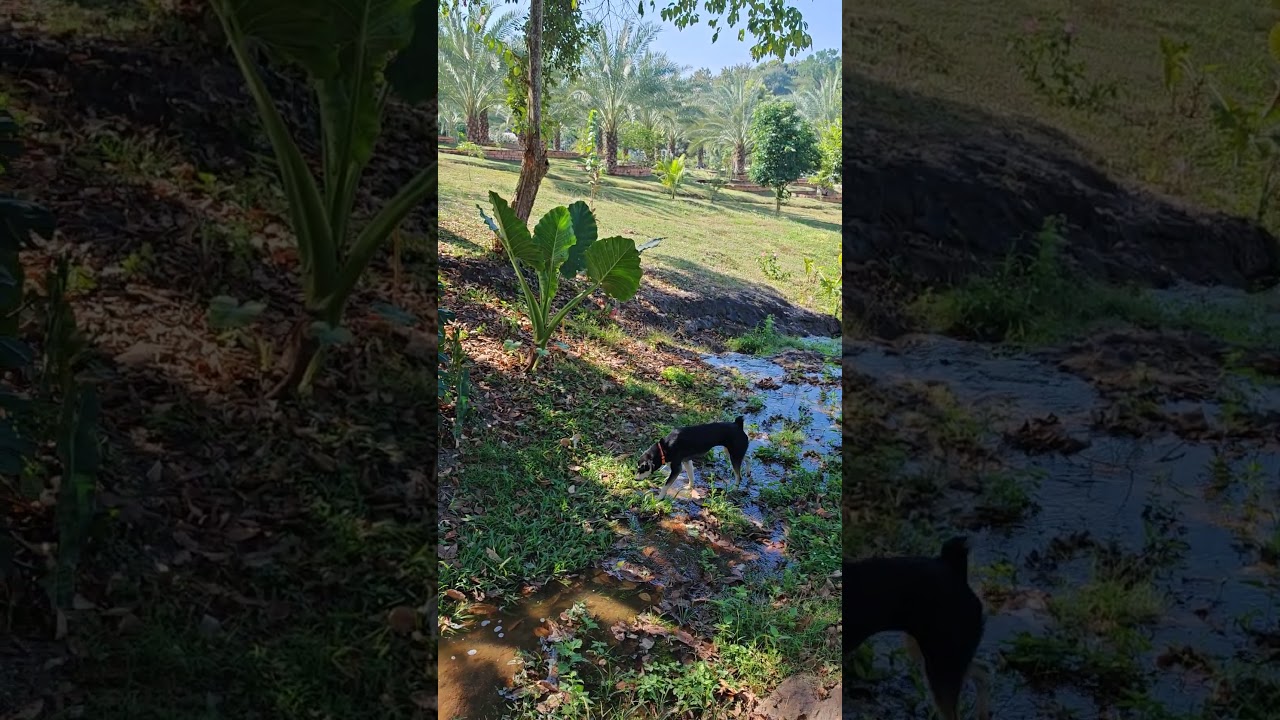 Exploring Thailand's Hidden Natural Waterfall at Boon Lorm Farm