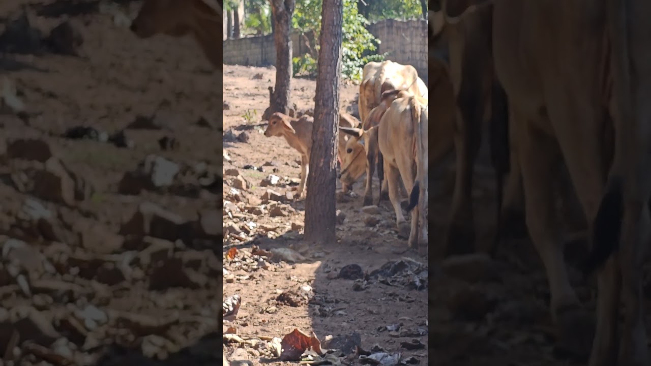 Calf Born On Boxing Day - The Miracle of Life