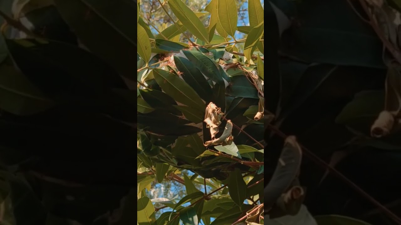 The Asian Weaver Ant In Thailand On Christmas Day 2024 🐜 #thailand #wildlife