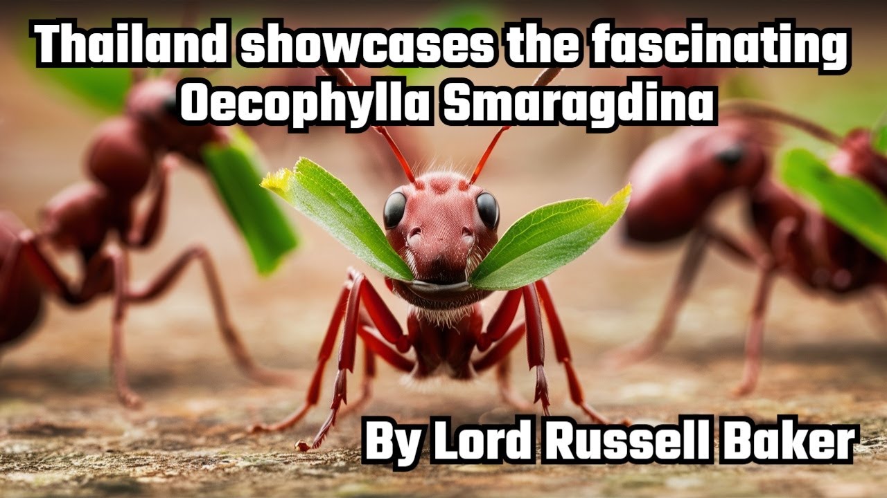 AMAZING Ants Build Complex Nest Structures Using Leaves