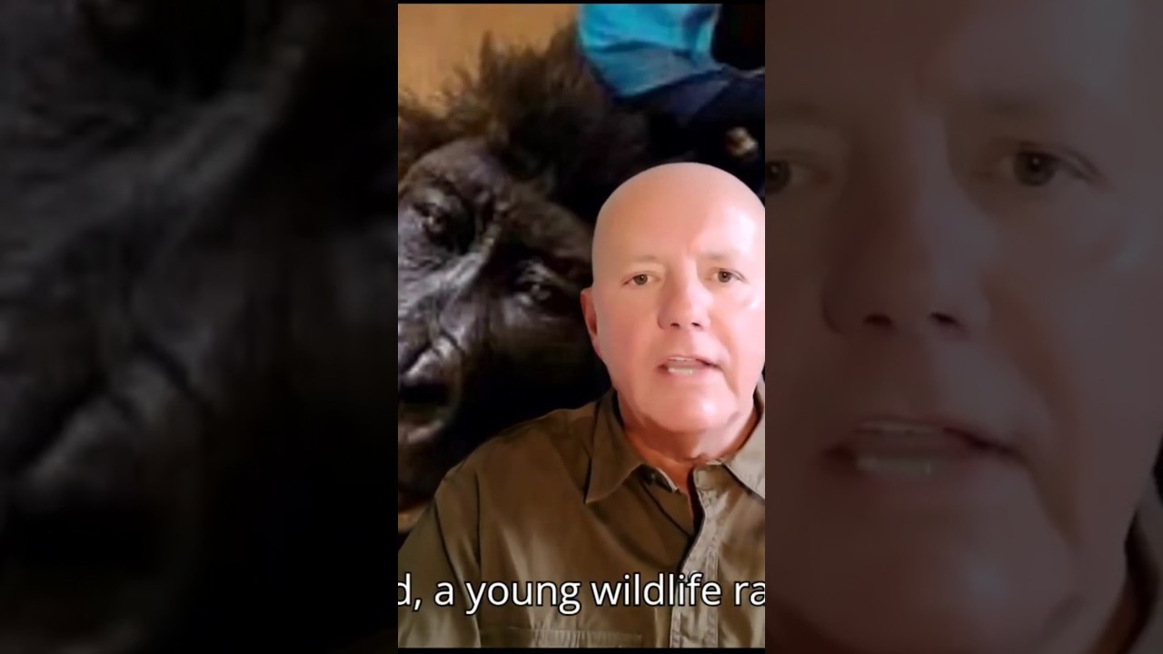 🦍 Protect All Wildlife – Remembering Ndakasi